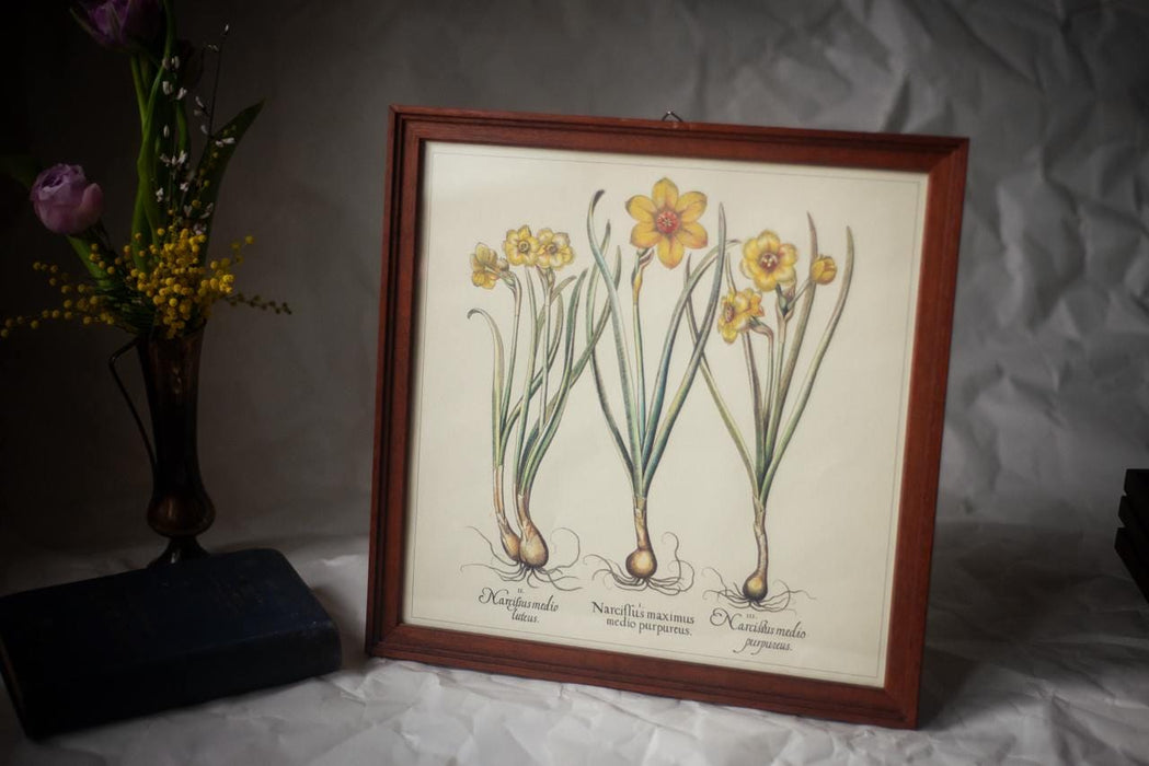 Framed Botanical Art Print – Apothecary Plant Illustration | Vintage Botanical Wall Art