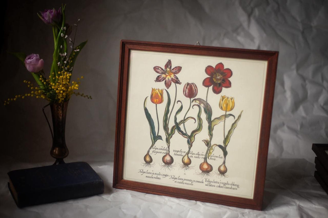 Framed Botanical Art Print – Apothecary Plant Illustration | Vintage Botanical Wall Art