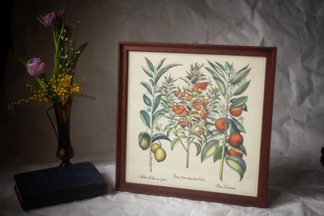 Framed Botanical Art Print – Apothecary Plant Illustration | Vintage Botanical Wall Art
