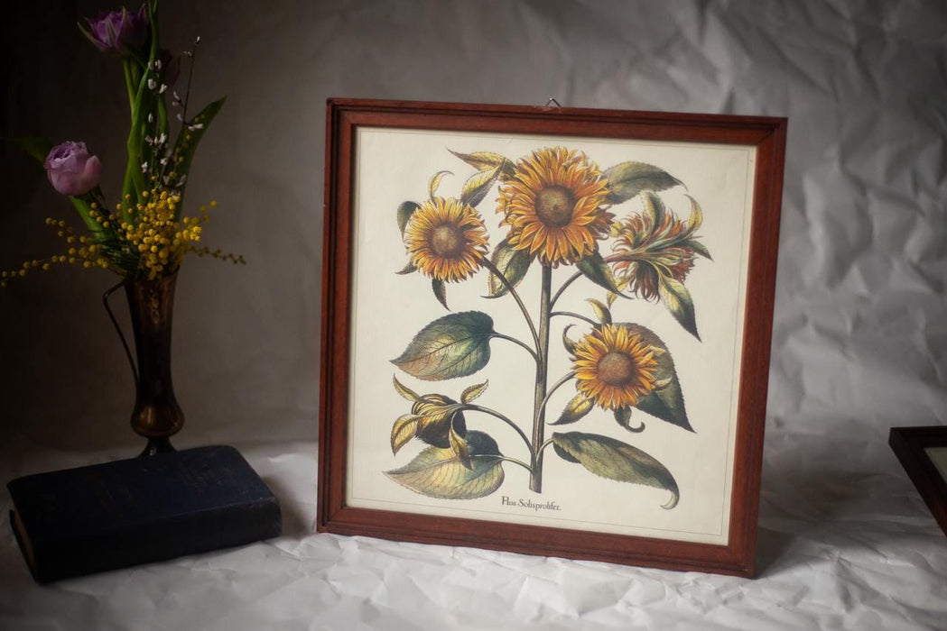Framed Botanical Art Print – Apothecary Plant Illustration | Vintage Botanical Wall Art