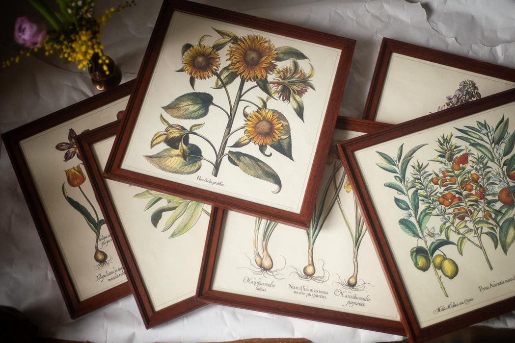Framed Botanical Art Print – Apothecary Plant Illustration | Vintage Botanical Wall Art