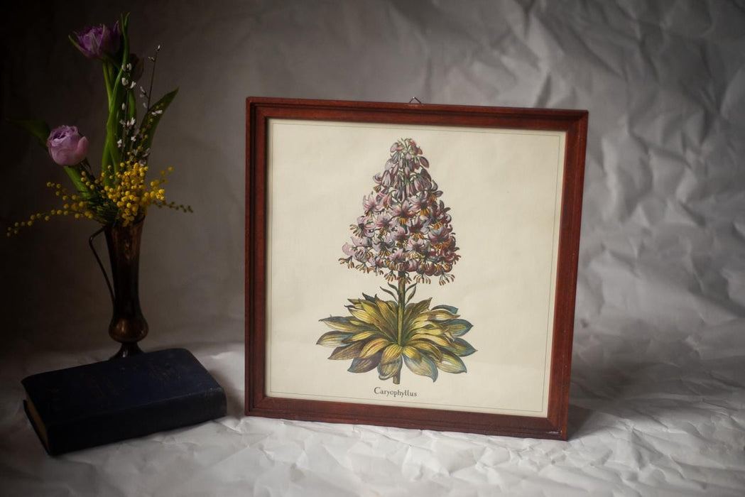 Framed Botanical Art Print – Apothecary Plant Illustration | Vintage Botanical Wall Art