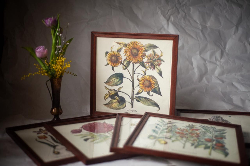 Framed Botanical Art Print – Apothecary Plant Illustration | Vintage Botanical Wall Art