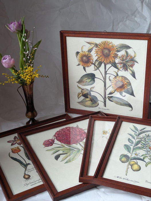 Framed Botanical Art Print – Apothecary Plant Illustration | Vintage Botanical Wall Art