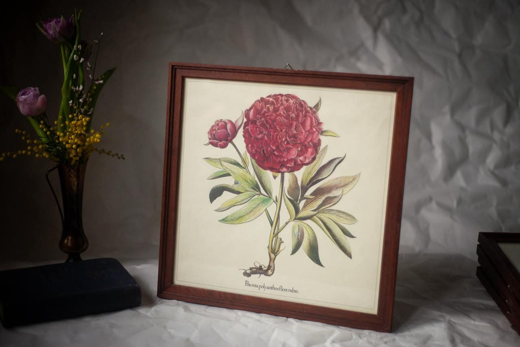 Framed Botanical Art Print – Apothecary Plant Illustration | Vintage Botanical Wall Art